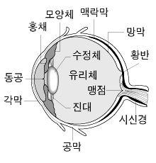 광학기기 - 눈과안경 눈의구조와특성 < 눈의구조 > - 눈은수정체의두께조절을통하여초점거리를변화시킬수있다.