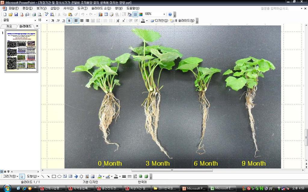 저장기간별초장, 엽장엽폭을조사한결과 3개월저장처리구에서각각 9.28cm, 4.37cm 그리고 5.55cm로다른처리구보다크게조사되었다. 또한저장기간별지상부생체중도 3개월처리구에서 2.05g으로가장높게나타났다 ( 표 4)( 그림 4). 저장기간별출엽률을살펴본결과 0 및 3개월저장처리구에서약 95% 로 6 및 9개월처리구보다 2배이상높게조사되었다 ( 그림 3).