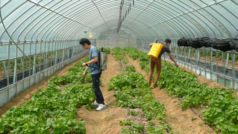 채집하였다. 채집한곤충들은실험실로가져와동정하여표본으로만들거나 -20 냉동고 에보관한후추후에연화하여표본제작하였다 ( 그림 15).