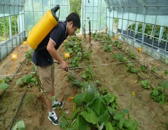 표 9. 병친환경농자재선발 흰가루병 실험군 대조군