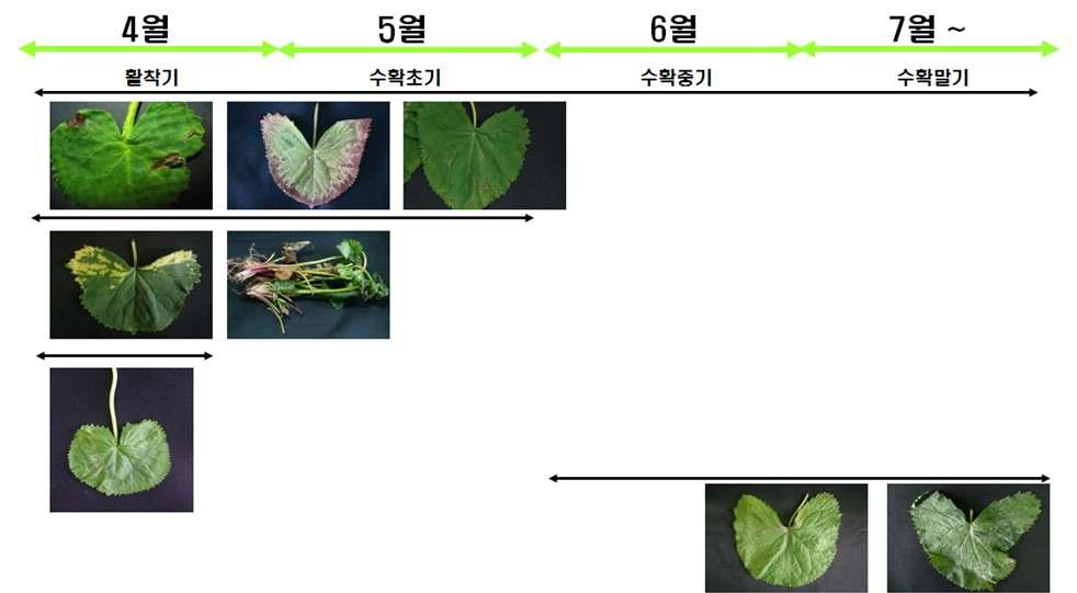 19G). 또한흰가루병은온도가 20