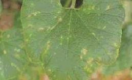 02 주요병해발생생태및방제방법 노균병 (Downy mildew) 가. 병징주로생육중기및후기의잎에발생한다. 초기에는잎의앞면에퇴색된작은부정형반점이엷은황색을띠고, 잎뒷면의병반은불분명하다.