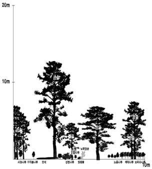 순번 수종 수고 수령 비고 순번 수종 수고 수령 비고 1 곰솔 12 2년생 5 곰솔 46 2년생 2 곰솔 10 6 곰솔 16 2개체 3 곰솔 12 6개체 7 곰솔 10 2개체 4 곰솔 46 8 곰솔 10 그림 7.