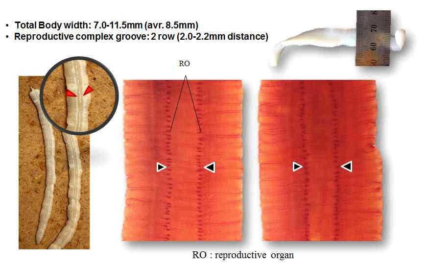 전체적으로체절은관찰되지않으나전체표에세로로불규칙한주름이고르게분포하였고생식기관 (reproductive organ) 이홈형태로충체의길이방향으로 1쌍씩약 2.0-2.2mm 의간격으로분포하였음 < 강준치복강으로부터나온리굴라촌충및형태 > 다.
