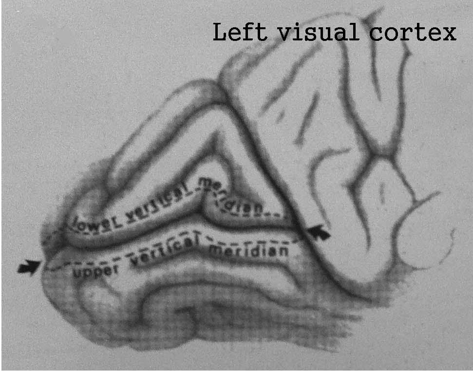 김선혜 위는 주로 뒤쪽에 위치하고, 주변시야를 담당하는 부위는 주로 (parastriate cortex)하고 있고, 줄무늬외시각영역(extrastriate 앞쪽에 위치한다(Fig. 6). 후두엽 손상 이후에도 황반부 시야가 visual cortex) 중 가장 넓다.