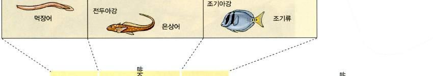 어류의분류체계 어류가지구상에처음나타난것은 4억 5 천만년전인고생대로,