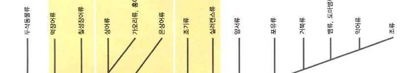 연골어류돠경골어류로나뉘어바다와민물의다양한환경에적응분화하였다.