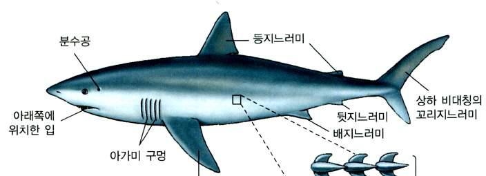 Chapter. Ⅹ 상어와붕어의비교해부를통한어류의분류학적특징이해 나. 생각해봅시다. 생물을분류하는가장기본단위는종이다. 두툽상어와철갑상어는같은종일까?