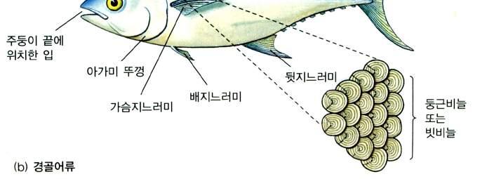 이와같이분류의단계에는 ( 종)-( )- ( )-( )-( )-( )-( 계) 가있는데, 종에서계로갈수록범위가 넓어진다. 어류의특징은무엇이며어떻게이용될까요? 3.