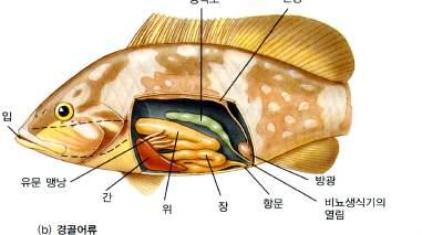 을몸전체로운반시키는동맥으로이루어진다. (a) 연골어류와 (b) 경골어류의소화시스템은모든척추동물에서볼수 있는많은기본적인특징을보여준다. 다.