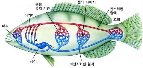 이때물속에용해되어있는고농도의산소가아가미막을통하여어류몸속으로