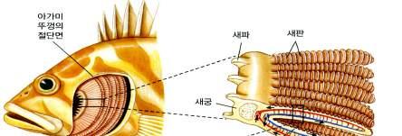 고등어와같이활동적인어류는엄청난양의산소를필요로하며, 또한엄청난양의이산화탄소를배출하기때문에 이들의아가미표면적은자신의몸표면적의약 10