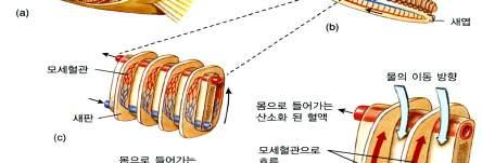 활동적인어류들은이들의엄청난아가미표면적과역방향흐름체계를 이용하여아가미를통과하는물속의산소중약 85%