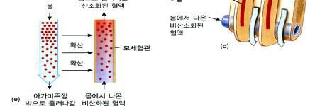 어류의아가미는가스교환울위한매우효 율적인구조로경골어류는 4쌍의아가미를 가진다(a). 각아가미는 2열의수많은새엽이 있다.