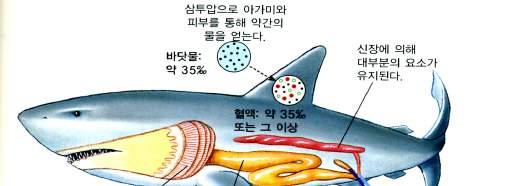 Chapter. Ⅹ 상어와붕어의비교해부를통한어류의분류학적특징이해 라. 생각해봅시다. 붕어와상어를해부하여소화기관을비교관찰하여보세요. 차이점은무엇이며, 무엇을알수있었나요? 물속동물들의아가미구조를보고무엇을알수있을까요?