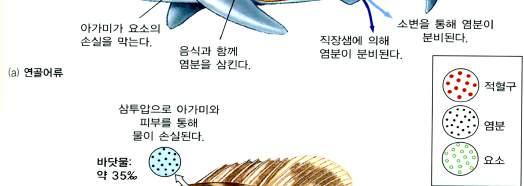 삼투조절( 항상성유지) 해양경골어류의혈액은바닷물보다염분도가낮기때문에삼투압에의해체내의물을잃게되어탈수방지를위한 삼투조절이필요하다. 탈수된물을대체하기위해바닷물을삼키며일부는흡수되지않고장을따라곧바로내려간다.