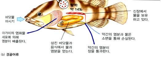 연골어류는혈액속에용해된물질( 전해질) 을증가시켜삼투현상을줄이고혈액농도를바닷물과비슷하게유지하는 데요소를함유하여몸안팎의삼투문제를해결한다. 혈액속의요소량은신장에의해서조절되며대부분의동물에 있어요소는독성이포함되어있고몸밖으로배출되지만연골어류는매우적은양만을배출한다.