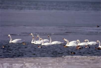 2016 중등교원해양생물교육직무연수 NATIONAL MARINE BIODIVERSITY INSTITUTE OF KOREA 1) 수질오염물질정화기능 습지에서식하는동식물, 미생물과습지를구성하는토양등은주변으로부터흘러나오는각종오염된물을정화시 킨후깨끗한물로바꾸어흘려보낸다. 습지의이러한자정작용은습지가인간을포함한모든생물에게매우중요한 역할을하고있다.