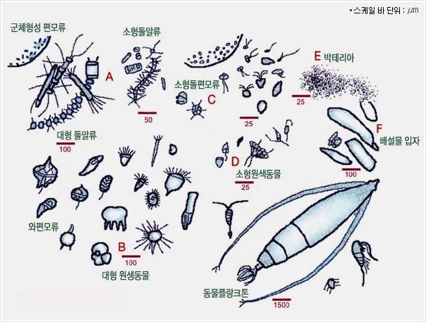 2016 중등교원해양생물교육직무연수 NATIONAL MARINE BIODIVERSITY INSTITUTE OF KOREA 어류군집또한갈대지역과혼합식생대간에섭식차이를보이는것으로나타났다. 갈대지역에서채집된어류들 ( 블루길 과배스) 은동물플랑크톤이나하루살이류등을소비하는것으로나타났지만, 혼합식생대에서서식하는어류들은종에 따라다른섭식성향을보였다.