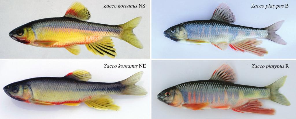 회천의어류상과군집구조 215 Fig. 8. The color patterns of each type in Zacco koreanus and Z. platypus. Z. koreanus NS Z. koreanus NE Z. platypus B Z. platypus R Fig. 9.