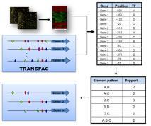 그림 8. Upstream regulation 분석. TransFac 을활용한 DEGs 의 upstream 에존재하는공통된 transcription factor 를탐색 가장대표적인프로그램으로 BIOBASE사의 TRNASFAC을꼽을수있다 [15].