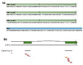 바탕으로새로운엑손의발굴뿐만아니라유전자발현레벨을계산할수있다. RNA-Seq 분석은몇가지단계로수행된다. 먼저, Reference 서열에서모든유전자를추출한다. 이때유전자서열의다른 annotation 들은보존된다 [23]. 다음으로영역주변의엑손-엑손경계를추출한다.