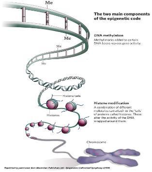 것이다. 이는기존의유전체가답하지못했던물음에실마리를제공하면서, 유전체를좀더잘이해하기위한수단으로이용되고있다 [1]. 그림 1. DNA methylation 에의한유전자발현및억제 Epigenomic study 의연구대상으로가장대표되는것이 DNA-methylation 이다.