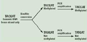 그림 2. Genomic DNA 의 bisulfate 처리로 methylation 여부를확인. Methylation 되어있지않은 cytosines 은 bisulfite 처리로 uracil 로바뀌게되고반면, methylation 되어있는 cytosines 에는변화가없어 genome 상의서열변화로 methylation 여부를확인한다 [3].