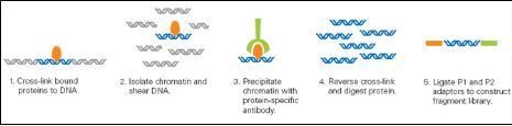 그림 3. CHIP-Seq 을이용한단백질 binding site 규명. Genomic DNA 와특정단백질의 binding 후단백질 specific antibody 를이용하여분리한다. 이후단백질을제거하고 NGS 기술을이용하여시퀀싱한다 [5].