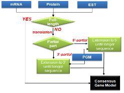 B-3. 유전체모델의결합 (Gene model merging) 앞서설명한유전자예측프로그램을통해서얻어진 Predicted Gene Model(PGM) 과 mrna, EST, 단백질서열을유전체에매핑하여얻어진 Evidenced Gene Model(EGM) 을합쳐 Consensus Gene Model(CGM) 을만든다.