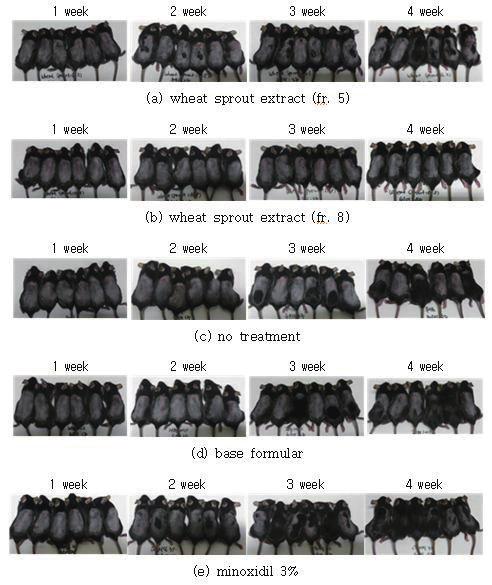 Time course of hair-promoting effect of (a) wheat sprout extract fr. 5, (b) wheat sprout extract fr. 8, (c) no treatment, (d) base formular, and (e) minoxidil 3% solution.