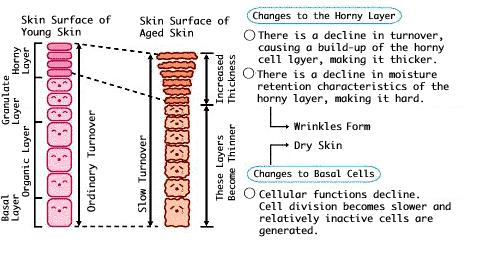 표피에서의수분의변화 Skin Homeostasis 변화 / 수분보유능력변화 각질층의변화 각질형성세포의 desquamation 감소 각질층이쌓임 각질두꺼워짐 각질형성세포의