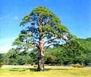 1. 소나무 겉씨식물들로이루어진소나무과 ( 科 Pinaceae) 에속하는상록교목 키는 30m 정도, 잎은 2장씩잎집 [ 葉鞘 ] 에모여달리며꽃은 5월에암꽃과수꽃이한나무에따로따로피는데, 가지끝에