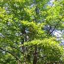 16. 피나무 피나무과 ( 科 Tiliaceae) 에속하는낙엽활엽교목 한국의중부와북부의해발 100~1,400m 정도되는계곡, 산기슭및산중턱에자생한다. 키는 20~25m, 지름은 1m 정도로곧 추자라며수피 ( 樹皮 ) 는잿빛이고 1 년자란가지는노란색을띠는갈색이다.