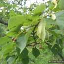 가로수나공원수로적당하며좋은밀원식물이다. 열매는이뇨제 진경제로사용하며염주를만들기도한다. 피나무의피는껍질皮를뜻하는말이다.