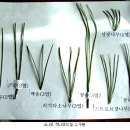 2. 잣나무 겉씨식물인소나무과 ( 科 Pinaceae) 에속하는상록교목키는 30m 에이르며줄기의지름은 1m 에달한다. 수피 ( 樹皮 ) 는암갈색 이며갈라진다.