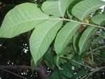 21. 옻나무 옻나무과 ( 科 Anacardiaceae) 에속하는낙엽교목키는 20m에이르며, 잎은어긋나는데잔잎