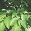 22. 이팝나무 물푸레나무과 ( 科 Oleaceae) 에속하는교목. 키는 20m에이르며, 가지의색은회갈색이다. 타원형또는난형의잎은길이 3~15cm, 너비 2.