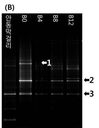 saccharoperbutylacetonicum N1-4(T) 99.54 2 460 Lactobacillus paracasei subsp.