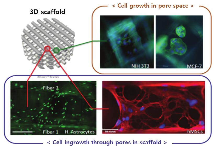 공극 공간을 제거하는 방식의 경우 고분자 용 액내의 입자를 녹여내거나(particulate leaching), 상 분리(phase separation) 및 동결건조(freeze drying)하 는 방법, 혹은 압력차를 이용한 가스발포(gas foaming) 등의 방법이 있다.