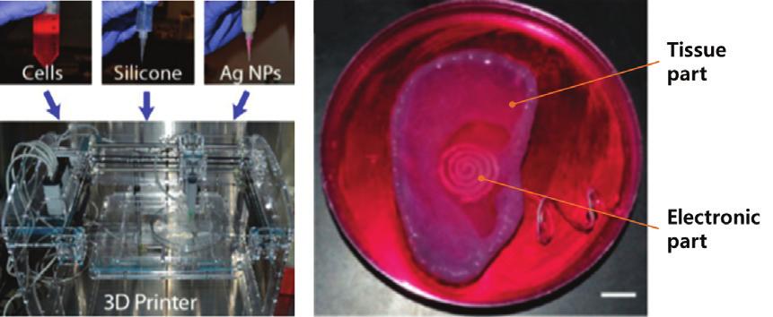 이 기술을 기반으로 하여 Organovo사가 설립되었고, 이를 생체기관 프린팅 상용화를 위한 노력이 계속되고 있다. 한편, 전기적 특성을 갖는 실리콘 용액을 연골 세포를 포함하는 하이드로젤과 함께 3D프린팅하여 Bionic tissue를 제작하는 사례가 보고되었다.