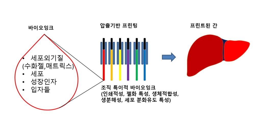 그림 1. 바이오잉크 (bioink) 1. 서론 다양한세포로구성된기능을가진인체의조직과기관을만들어손상된조직과기관을대체하는것은조직공학과재생의약의주된목표이다. 바이오프린팅은이런조직공학과재생의약의목표를빠르게실현할수있도록도울수있는최근핵심기술이다. 바이오프린팅은자동화된바이오프린터기술을기반으로세포와생체재료를이용해원하는삼차원구조의조직과기관을만드는것이다 [1].