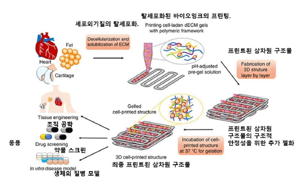 bioink: gelatin, agarose, Pluronic ) 를이용하여 3D 구조체를프린팅후희생바이오잉크를 3D 구조체에서제거함을통해생성된공간을혈관구조로활용할수있는방법도고려되고있다. 그림 2. 탈세포화된장기로만든바이오잉크의프린팅프로세스 [6] 2.