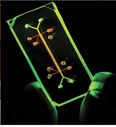 Institute): Organ on a Chip