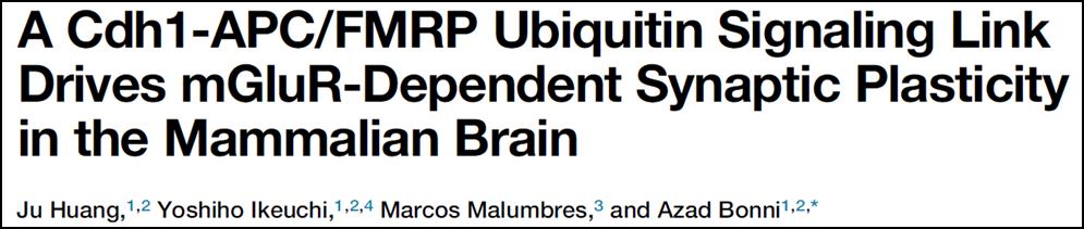 2. mglur- 의존시냅스가소성을제어하는 Cdh1-APC/FMRP 유비퀴틴신호전달경로 Neuron 86, 726.739, May 6, 2015 시냅스가소성의조절상실은발달인지장애의병인에기여할수있음.