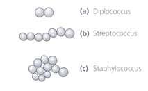 2.3 세포의형태 세균세포의모양은일반적으로 3가지로구분되는데구형, 막대형, 나선형이다. 구형의세균 (Cocci) 은쌍구균 (Diplococcus), 연쇄상구균 (Streptococcus), 포도상구균 (staphylococcus) 등을가진다.