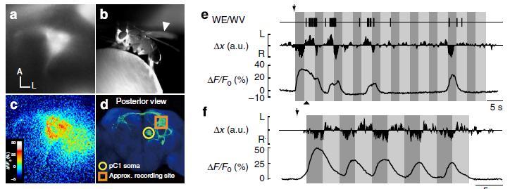 01. 국내외뇌연구학술동향 2. 광유전학이용초파리구애행동유도 ( 계속 ) Identification of neurons involved in visually induced courtship.