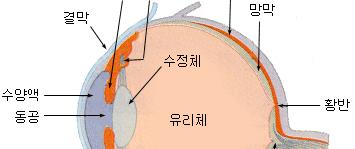 (CD) 항 TNF 항체의약품