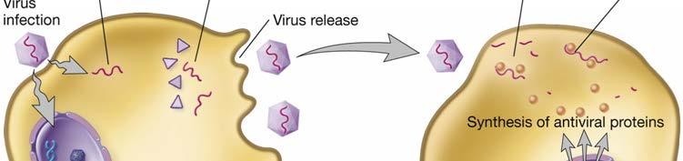 13 Interferons (IFN-α, IFN-β) secreted by various cells including virus infected fibroblasts