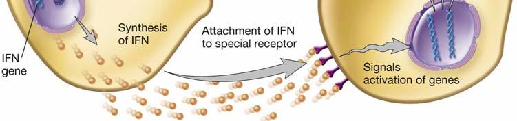 increases MHC I and IFN γ expression : impacts on anti viral responses (mostly, CMI) thus, the one of